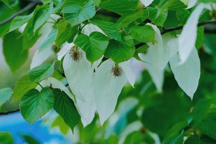 "白鸽"振翅,珙桐花开,邀你共赏都江堰的美好四月
