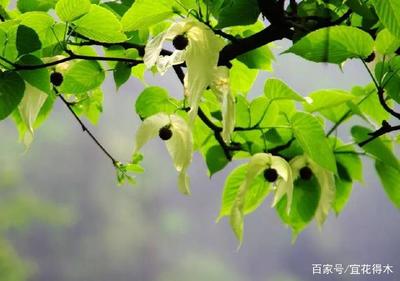 濒危植物欣赏:被称为"鸽子树"的珙桐