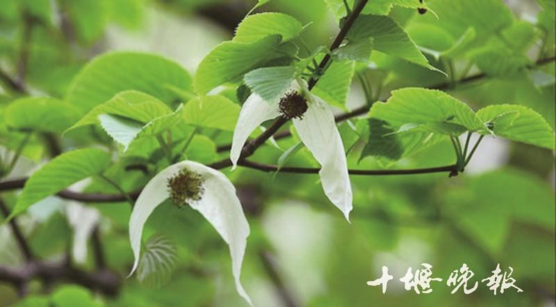 黑水河畔"白鸽"翩翩飞舞的珙桐
