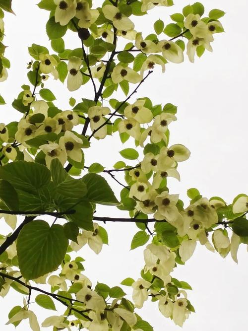 &hellip;乐山这4大赏花秘境,周末去刚刚好!