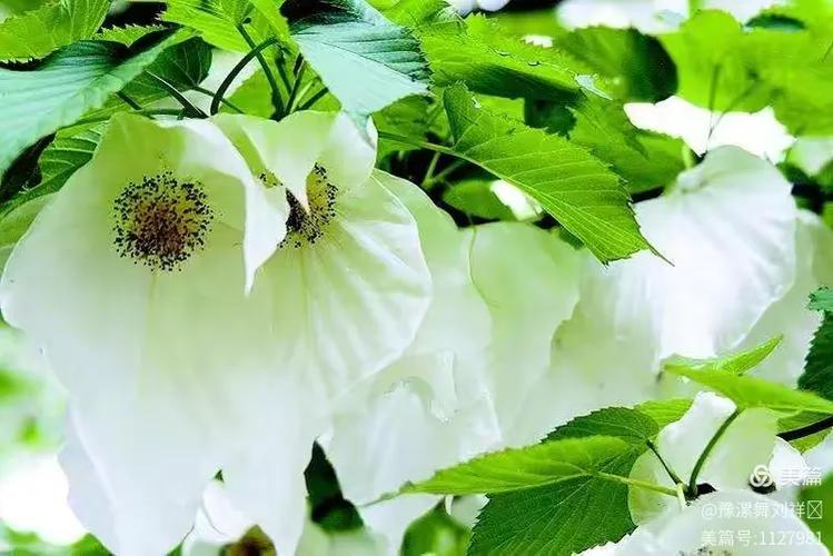 "植物活化石"珙桐花 ,花开枝头如"白鸽"翻飞,被称为植物大熊猫