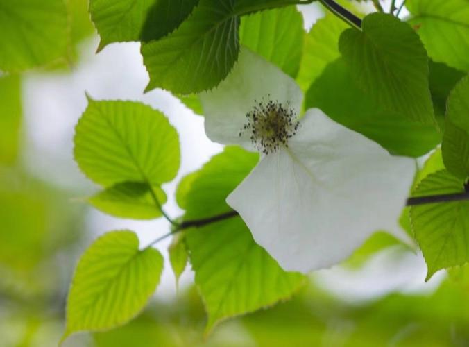 珙桐花开,武汉3座公园枝头"白鸽"飞舞