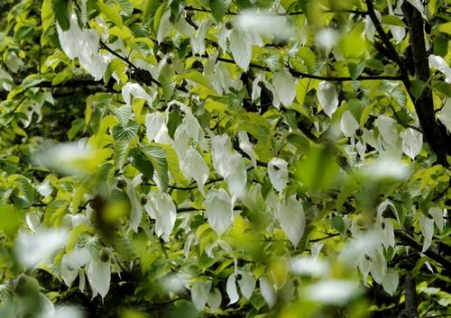绵阳平武 :珙桐花开迎风舞 深山"白鸽"翩翩飞